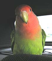 ���񂹁A�܂�����ˁ`