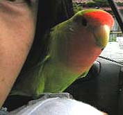 �}�}�`�A�撣���ċA��`