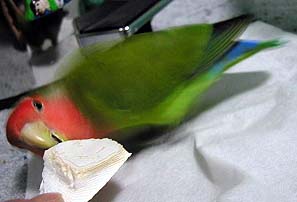 �J�b�g���{���A�_�C�X�L�I