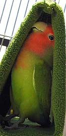 �����Ă��`�|�J�|�J�Ŗ����񂾂����`��B�B