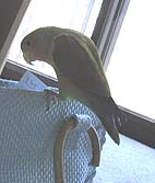 �܂܁A�ǂ��s���́`