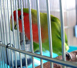 �Ђ����Ԃ肾�ˁI