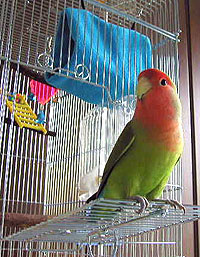 �ǂ��H�ڂ��̐V��������������`��