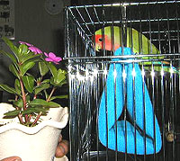 �킟�`�A�p�p�A���肪�Ƃ����I�I