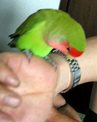 �p�p���`�A���͂�`���悧�`