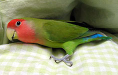 �ڂ��́A�����}�}�Ƃ������傾��`