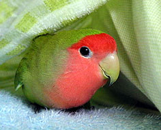 ��H�������߂����₷���������