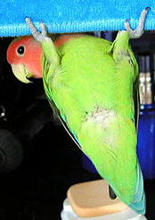 �ڂ��A�C�C�R������Ԃ��Ă��`