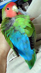 ���A�ڂ����āA����Ȃɂ��łԂ���H