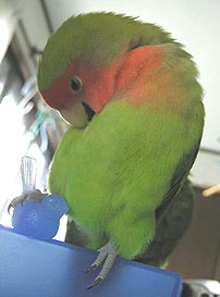 �ڂ��ڂ�����΂�ˁ`