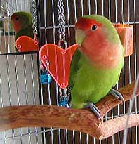 �V�������{���̖؂����āI