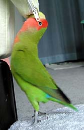 �܂܂��`�A�`���b�N���Ȃ��悧�`