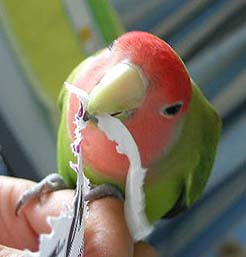 �ŋ߁A���؂�y�����񂾂��`��