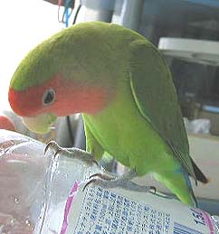 �S�z�����āA�S�����i�T�C�B�B