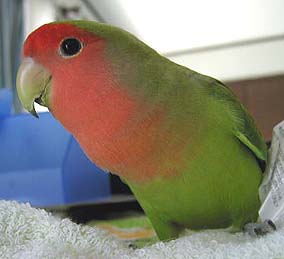 �ǂ��������Ƃ��A�Ȃ���H