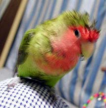 ���[�����ɐ����т�����`