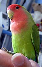 ���[�}�}�A�������肪�ƂˁI