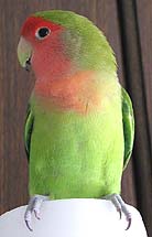 �ڂ��A�C�C�R����˂��I�H