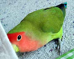 �����킩�����񂾂悧�`�I