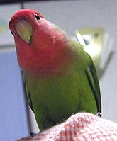 �Ȃ�ł������H