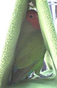 ���Ȃ��ł��I