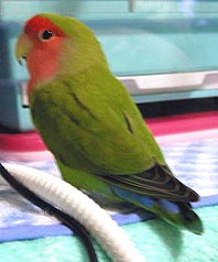 �����q�[�^�[����Ă������������`