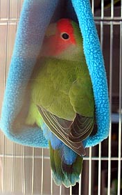 �����Ă��`�A�A�A�s���[�s���[���ăR���C����`