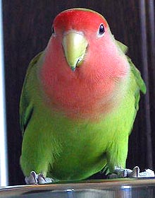 �݂�����A�p�p�ƒ��ǂ������