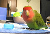 ����A��������A�������Ă邶���H