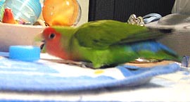 �y�b�g�{�g���̃L���b�v���悧�B