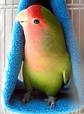 �L�����L����