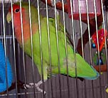 ��������[�Ԃ����[���I�I�������ɍs�����`