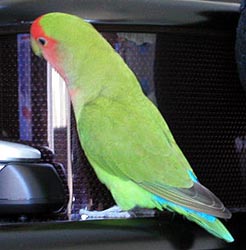 �����͓d�b�A��Ȃ��˂��H