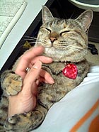 ���̎�́A�����Ȃ���患�B