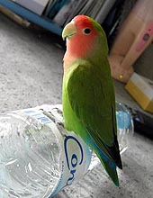 ���V�C�́A�����Z�����ˁ`