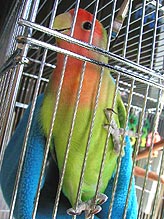 �����͕��A�|���Ȃ���I