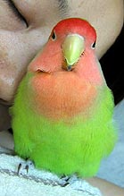 J�����A���C�łˁI�I