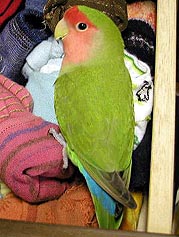 �����A�ӂ����˂�����񂾂��I