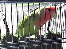 �����́A�Ԍˉz������B