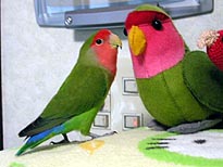 �˂��[�A�����̓}�}�V��ł���Ȃ����Ă�[�񂾂�I�I