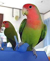 �Ё[�ڂ��������񂾂�`�������������`�I