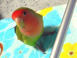 �ڂ����A�^����Ă݂�����Ȃ��[