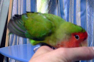 �L���C�L���C�A���Ă����悧�`