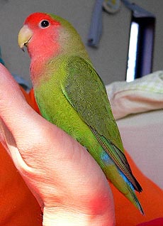 �����[�A�����Ȃ����������˂��[