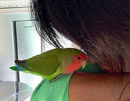 �����搶�A�s���`�B�B