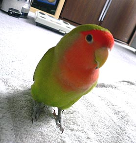 �ڂ����撣�邩�炳�[�A�܂܂��撣����I