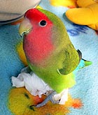 �ڂ��́A�j�̎q������I