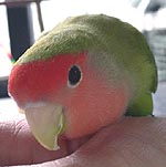 �ււ��A�ڂ��C�C�j�I�C�ł���H