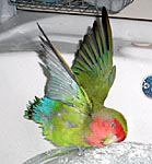 �����Ă��A�������C�C���[��I