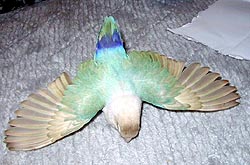 �킽���́A���̎q������A��������I